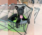 Small #3 German Shepherd Dog-Staffordshire Bull Terrier Mix