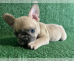 Small Photo #1 French Bulldog Puppy For Sale in LAUD LAKES, FL, USA
