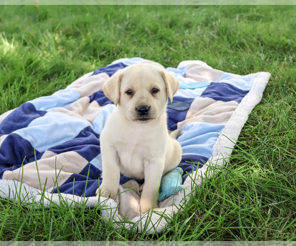 Medium Photo #5 Labrador Retriever Puppy For Sale in SYRACUSE, IN, USA