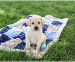 Small #4 Labrador Retriever