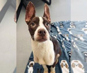 Boston Terrier-Unknown Mix Dogs for adoption in Rockwall, TX, USA