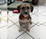 Small #1 Cairn Terrier Mix