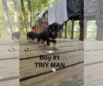 Small #7 Doxie-Pin