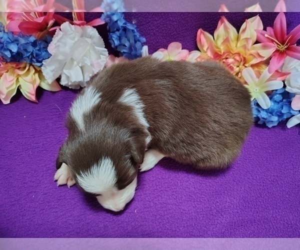 Medium Photo #60 Border Collie Puppy For Sale in NORBORNE, MO, USA
