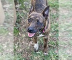 Small #11 Chihuahua-Feist Terrier Mix