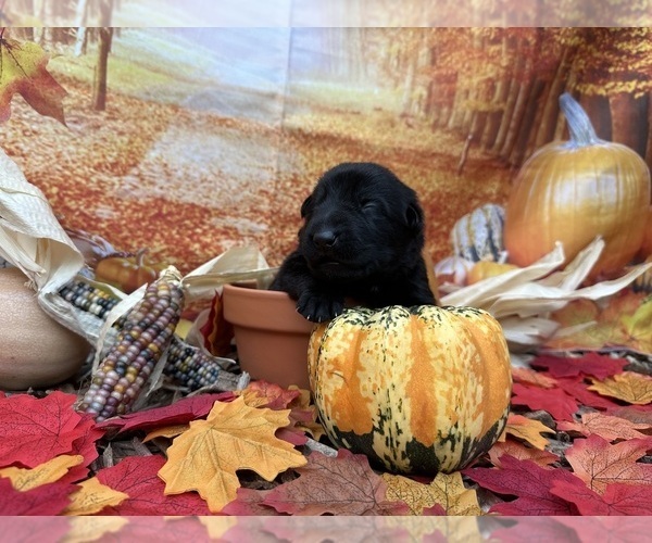 Medium Photo #35 German Shepherd Dog Puppy For Sale in LAKE ELSINORE, CA, USA