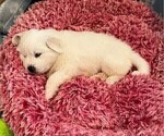 Small Photo #20 Great Pyrenees Puppy For Sale in MOUNT AIRY, NC, USA