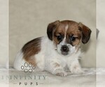Small #1 Jack Russell Terrier-ShihPoo Mix