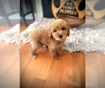 Small #4 Poodle (Standard)