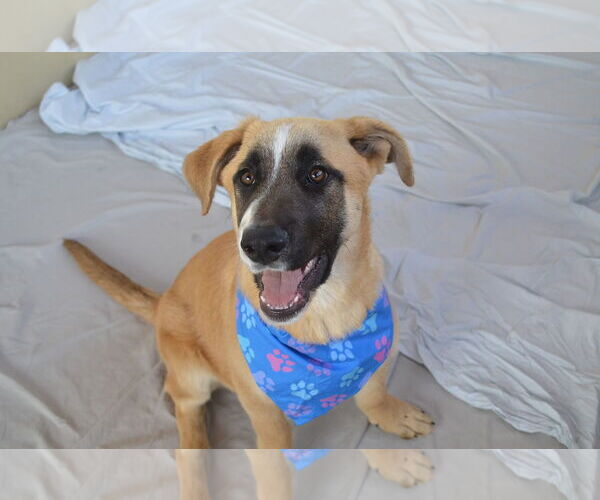 Medium Photo #2 Black Mouth Cur-Unknown Mix Puppy For Sale in McKinney, TX, USA