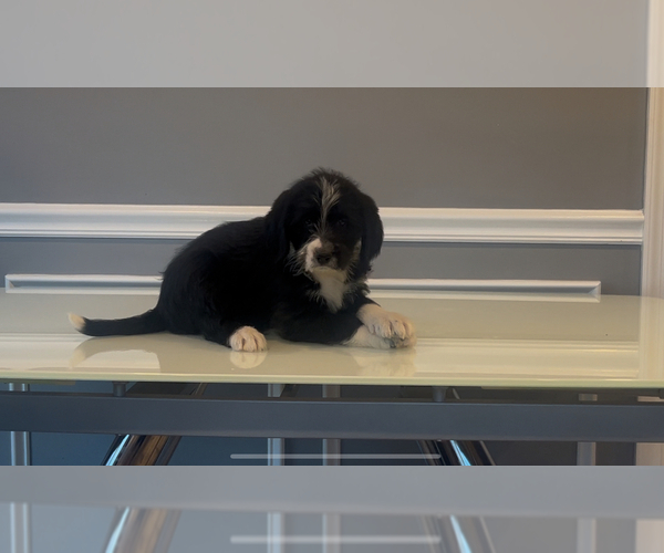 Medium Photo #80 Bernedoodle-Labradoodle Mix Puppy For Sale in MILFORD, NJ, USA