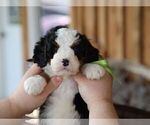 Small #3 Bernedoodle (Miniature)