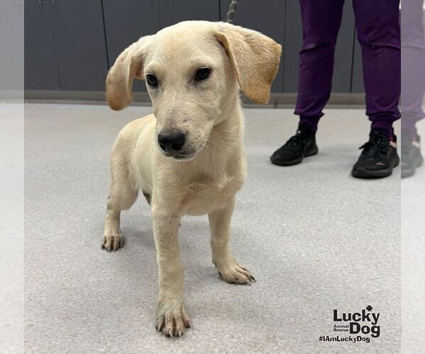 Medium Photo #3 Dachsador Puppy For Sale in Washington, DC, USA