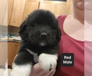 Great Pyrenees-Newfoundland Mix Puppy for sale in BERESFORD, SD, USA