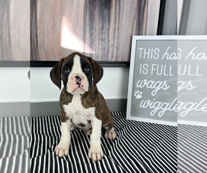 Boxer Puppy for sale in GREENWOOD, IN, USA