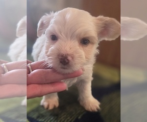Biewer Yorkie Puppy for sale in MILWAUKIE, OR, USA