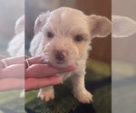 Small Biewer Yorkie