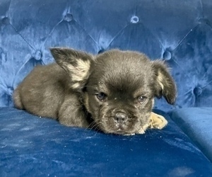 French Bulldog Puppy for sale in VIRGINIA BEACH, VA, USA