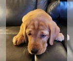 Small Photo #4 Labrador Retriever Puppy For Sale in BUFFALO, NY, USA