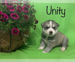 Siberian Husky Puppy for sale in DEARBORN, MO, USA