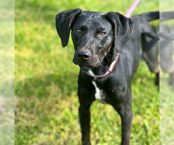 Medium Photo #1 Mutt Puppy For Sale in Martinsburg, WV, USA