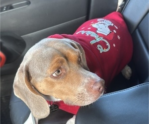 Father of the Beagle puppies born on 12/01/2025