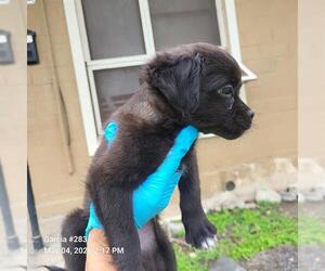 Mutt Dogs for adoption in San Antonio, TX, USA