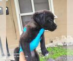 Small Mutt