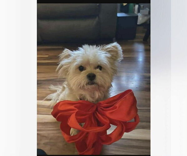 Medium Photo #7 Mutt Puppy For Sale in Sandy, UT, USA