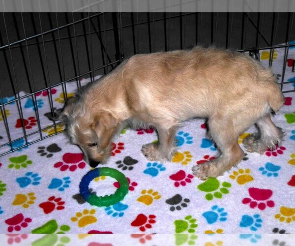 Medium Photo #2 Schnoodle (Miniature) Puppy For Sale in ORO VALLEY, AZ, USA