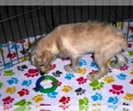 Small #1 Schnoodle (Miniature)