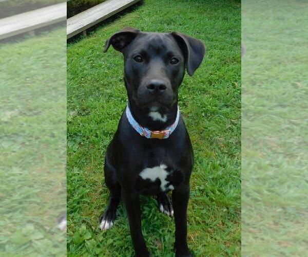 Medium Photo #31 Labrador Retriever Puppy For Sale in Brewster, NY, USA