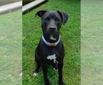 Small #30 Labrador Retriever