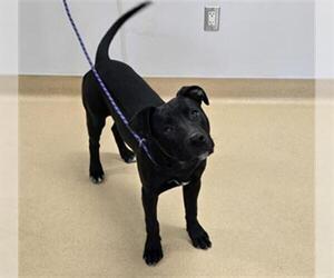 American Pit Bull Terrier-Labrador Retriever Mix Dogs for adoption in Placerville, CA, USA