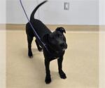 Small American Pit Bull Terrier-Labrador Retriever Mix