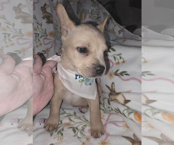 Medium Photo #4 French Bulldog-Unknown Mix Puppy For Sale in St. Louis Park, MN, USA