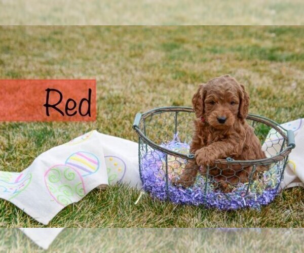 Medium Photo #11 Goldendoodle Puppy For Sale in GARDEN CITY, ID, USA