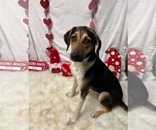Medium Photo #17 Treeing Walker Coonhound-Unknown Mix Puppy For Sale in Germantown, OH, USA