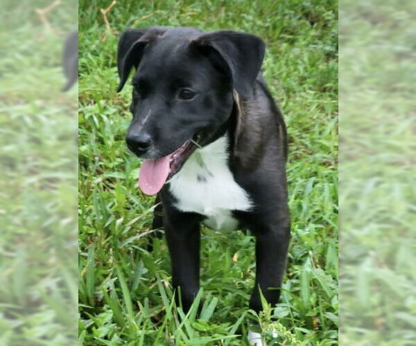 Medium Photo #3 Labrador Retriever-Unknown Mix Puppy For Sale in Royal Palm Beach, FL, USA