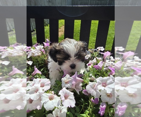 Medium Photo #1 Shih Tzu Puppy For Sale in BUFFALO, NY, USA