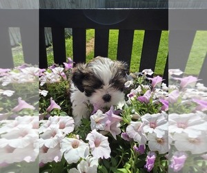 Medium Shih Tzu