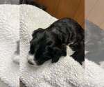 Puppy 2 English Springer Spaniel