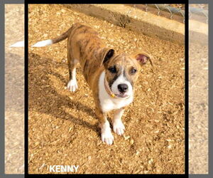 Mutt Dogs for adoption in Granbury, TX, USA