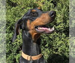 Small #4 Doberman Pinscher