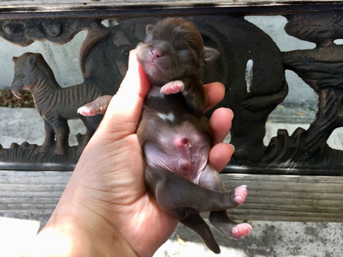 Medium Photo #44 Shih Tzu Puppy For Sale in HAYWARD, CA, USA
