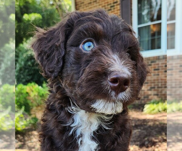 Medium Photo #2 F2 Aussiedoodle Puppy For Sale in COLUMBIA, TN, USA