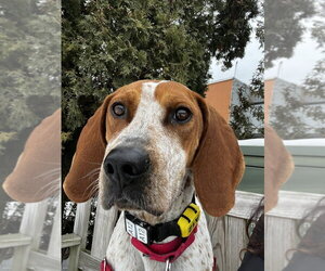 Mutt Dogs for adoption in Elmsford, NY, USA