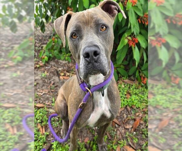 Medium Photo #2 American Pit Bull Terrier-Unknown Mix Puppy For Sale in Ocala, FL, USA