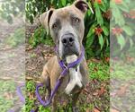 Small #1 American Pit Bull Terrier Mix