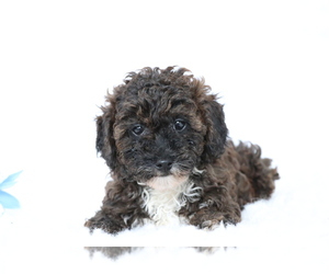 YorkiePoo Puppy for sale in SHILOH, OH, USA
